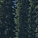 rustic pine brown narrow