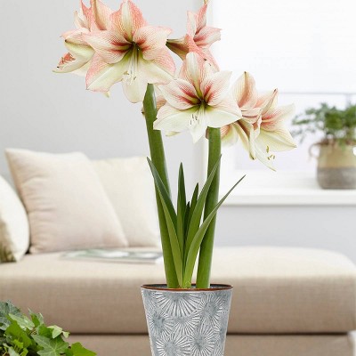 Amaryllis Kit Amore with Flower Burst Metal Cachepot - Van Zyverden