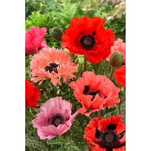Van Zyverden 10ct Poppies Collection 2 Varieties Roots - 1 of 3