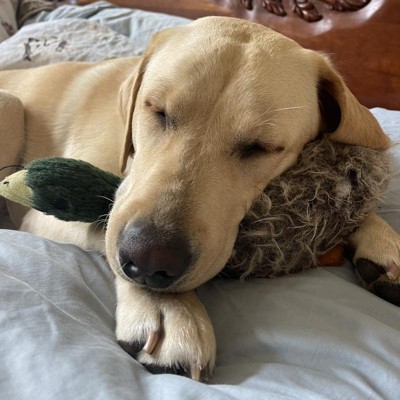 Multipet 9.5 Medium Migrator Mallard Plush Dog Toy