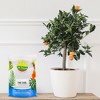 Soil Sunrise 100% Natural Pine Bark Mulch, for Container Gardening, Soil Supplement, Houseplants, Terrariums - 2 of 4