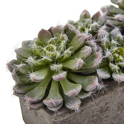 15" Green Succulent Garden with Textured Concrete Planter