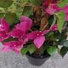5.4 Ft Bougainvillea Artificial Tree with Flowers in Plastic Pot Front Porch Plants for Office House Living Room Home Decor Housewarming Gift - 4 of 4