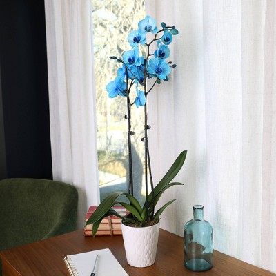 Watercolor Blue Phalaenopsis Orchid in Beige Ceramic Pot