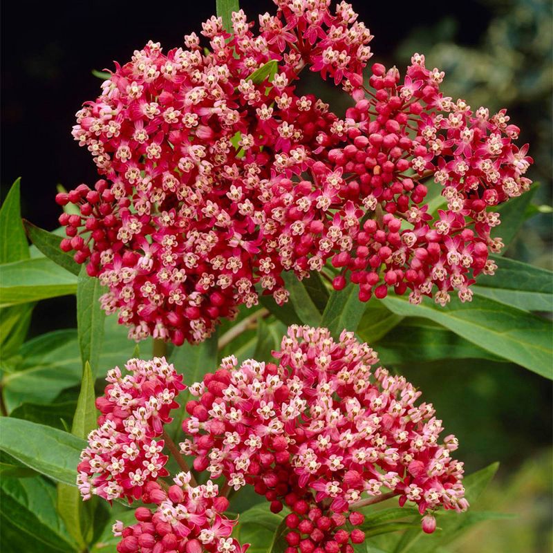 3ct Asclepias Incarnata Pink Support The Monarchs Roots - Van Zyverden, 1 of 5