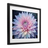 Stupell Industries Dew Kissed Pink Chrysanthemum Framed Print Under Glass - 2 of 4