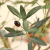 DR.Planzen UV Resistant 6-7FT Artificial Olive Tree with White/Brown Tall Planter - Faux Plants with three branches for Indoor/Outdoor for Home Decor - 3 of 4