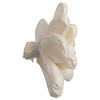 Vickerman 1-3" Natural Botanicals Assorted Natural Dried Sola Flower Head - 3 of 3
