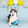 PetShop by Fringe Studio A Bit Clammy Dog Plush Toy - 3 of 3