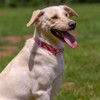 Country Brook Petz Deluxe Dog Collar - Summer Breeze Collection - Made in The U.S.A. - 3 of 4