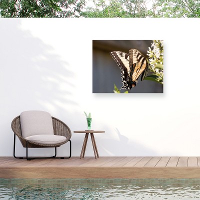 Trademark Fine Art - Leslie Montgomery Eastern Tiger Swallowtail Butterfly Feeding Matted Framed Art