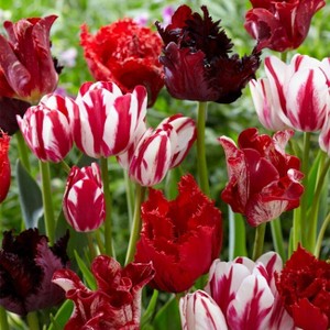 Van Zyverden 25ct Bulbs Tulips Extended Bloom Crimson Noir - 1 of 4