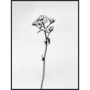 Amanti Art 32"x42" Amid The Flowers 47 by Teis Albers Framed Canvas Wall Art Print : Modern Lithograph, Oversized Decor - 1 of 4