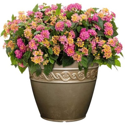Bronze 13" Resin Indoor/Outdoor Flower Pot Planter