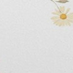 daisies yellow