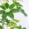 Artificial Umbrella Tree,Fake Plants,PVC Artificial Umbrella Plants, Indoor Fake Trees for Office Home Living Room Floor Patio Greening Porch Decor - 4 of 4