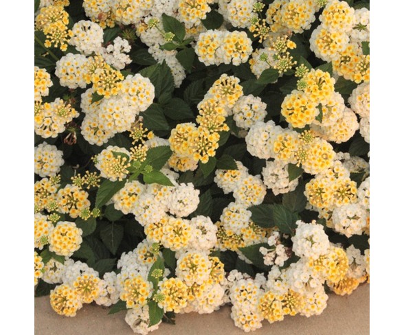 4pc Lantana Lucky Lemon Glow - Cottage Hill