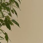 white sand wirebrush