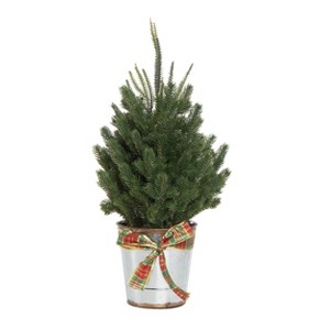 Transpac Artificial 24 in. Green Christmas Holiday Tree in Bucket - 1 of 2