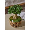 LiveTrends Deco Cane Garden Plant - 3 of 4