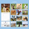 2026 Square Wall Calendar, Llamas, 16-Month Animals Theme with 180 Reminder Stickers (12x12 In) - 4 of 4