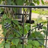 Vynxaria Metal Garden Trellis, 2 Pack Metal Trellis for Climbing Plants, Indoor/Outdoor Plant Trellis for Potted Plants, House Plants, Climbing - 4 of 4