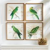 Plum & Post Green Parrots Study Set of 4 - 3 of 3