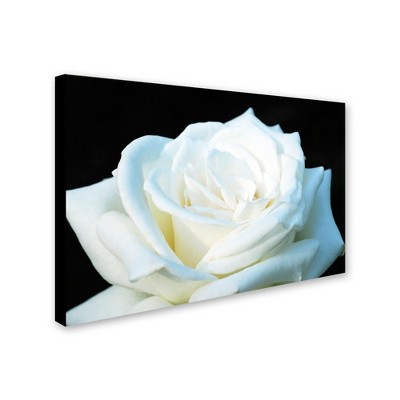 Trademark Fine Art-Kurt Shaffer 'White Rose II' Canvas Art