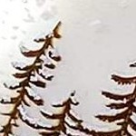 vanilla velvet and pearl white with trees