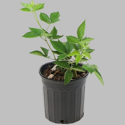 1pc Blackberry Arapaho - National Plant Network