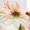 Van Zyverden Amaryllis Multicolored Flower Bulb with Flower Burst Metal Cachepot - 2 of 4