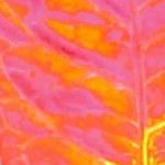 leaves multicoloured