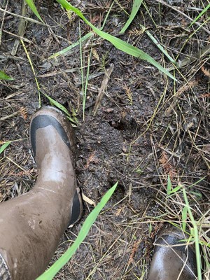 Guest review image 1 of 1, zoom in