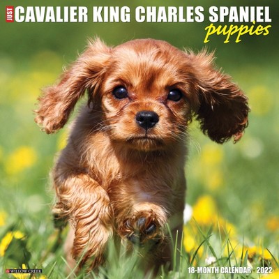 2022 Wall Calendar Just Cavalier King Charles Spaniel Puppies - Willow Creek Press