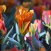 Van Zyverden 12ct Bulbs Tulips Artist - 4 of 4
