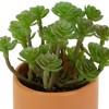 Northlight Mini Artificial Succulent in Face Planter Pot - 5.5" - 3 of 4