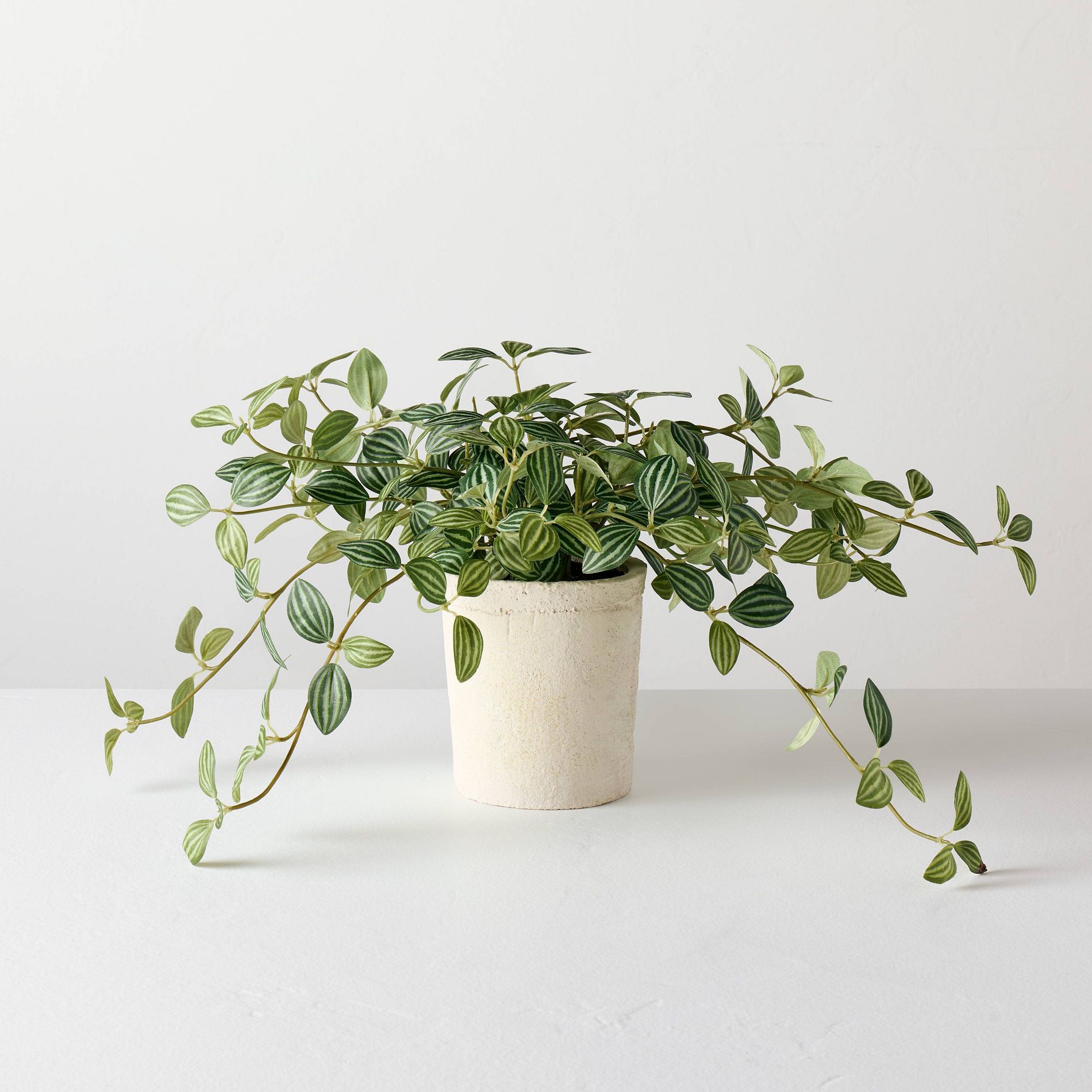 10" Small Trailing Peperomia Artificial Plant - Hearth & Hand™ with Magnolia