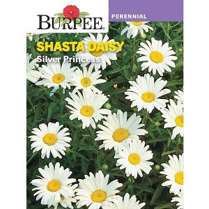 Burpee Shasta Daisy Silver Princess Flower Seeds - 1 of 3