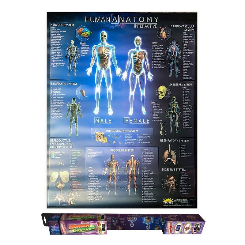 Flipo Interactive Laminated Human Anatomy Smart Chart STEM Toy for Girls & Boys - App Compatible, 3 of 4