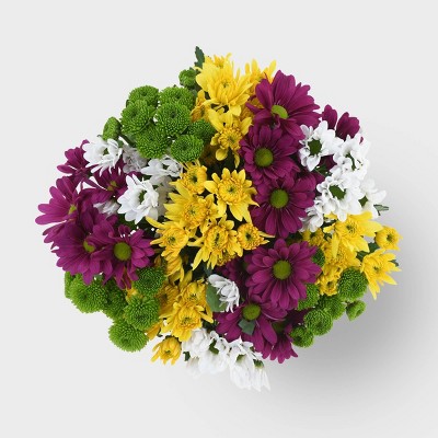 Rainbow Citrus Pomps - Good Little Garden™