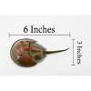 Collectible Wildlife Gifts | Crab, Horseshoe Crab, Museum Quality, Hand Painted, Rubber Crustacean, Realistic Toy Model, Gift,  6"   CH467 BB151 - 3 of 4