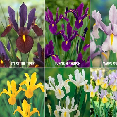 Dutch Iris Lover's Collection Set of 60 bulbs - Van Zyverden