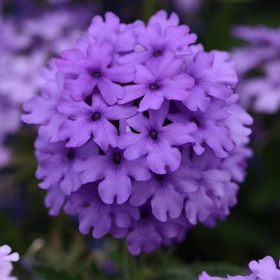 2.5qt EnduraScape Blue Improved Verbena Plant with Light Purple Blooms - National Plant Network