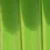 clear lime green