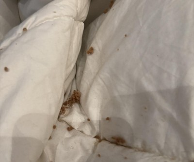 Guest review image 2 of 3, zoom in