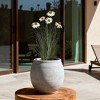Dr.Planzen Artificial Onion Grass with White Daisy in Pot - 2ft /3ft Faux Potted Plant - Maintenance-Free Home Decor, Pet & Allergy Safe - 4 of 4