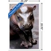 Trends International Cute Pygmy Hippopotamus Framed Wall Poster Prints - 3 of 4