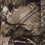 woods camo