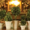 Plum & Post Boxwood Topiaries Faux (Fake) Set of 8 - 2 of 4