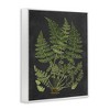 Stupell Industries Scientific Botanical Fern Drawing Framed Giclee Art, White, 16" x 20" - 2 of 4